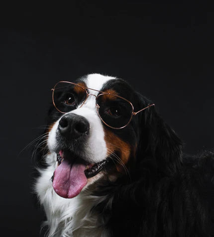 files/bernese-mountain-dog-wears-glasses_430x_430x_21834a00-daca-49b1-afd6-717132e0e956.webp